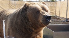 Meet Whopper. He's a Kodiak bear.
